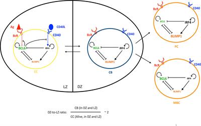 Coupled Antigen and BLIMP1 Asymmetric Division With a Large Segregation Between Daughter Cells Recapitulates the Temporal Transition From Memory B Cells to Plasma Cells and a DZ-to-LZ Ratio in the Germinal Center